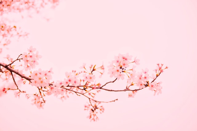 Floral Beauty