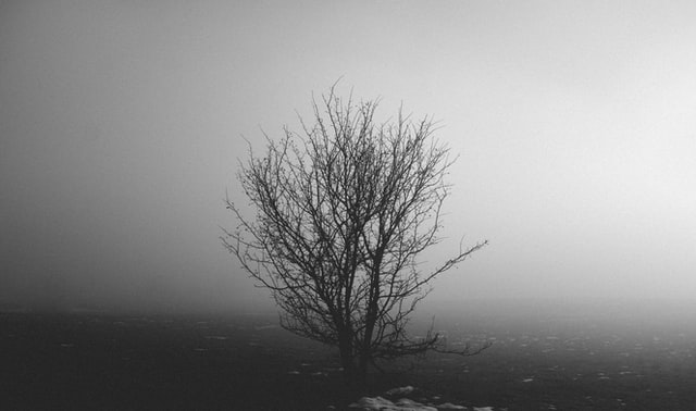 Sprit of a tree